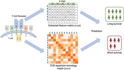 TCRpred: incorporating T-cell receptor repertoire for clinical outcome prediction